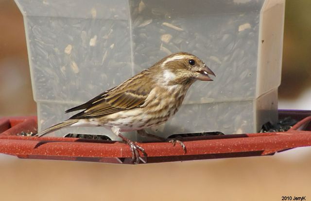 Purple Finch